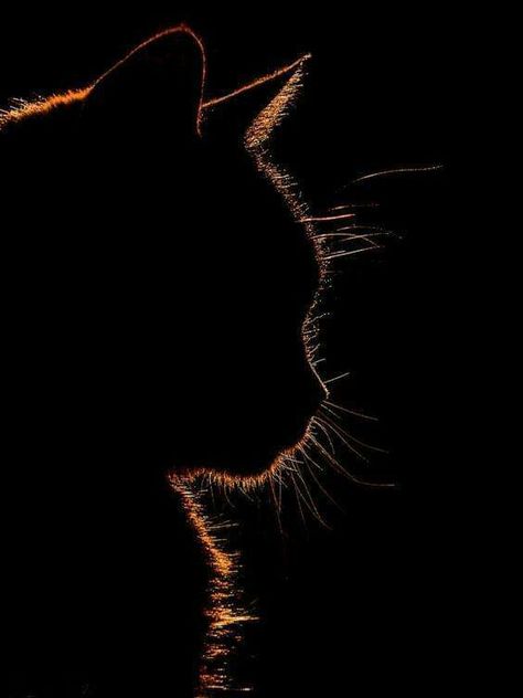 Cat Shadow silhouette photography Cat Shadow, Regnul Animal, Black Paper Drawing, Silhouette Photography, 강아지 그림, Cat Photography, Cat Wallpaper, Black Paper, Cat Drawing