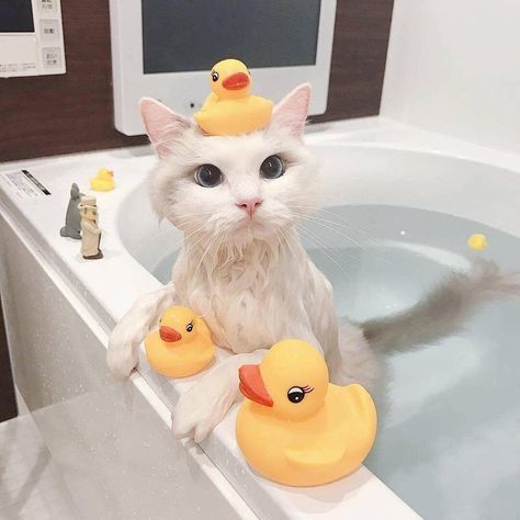 Gatto Carino, Rubber Duckies, Cat Bath, Cornish Rex, Cat Valentine, Funny Cat Pictures, Cute Kittens, Happy Cat, Cat Care