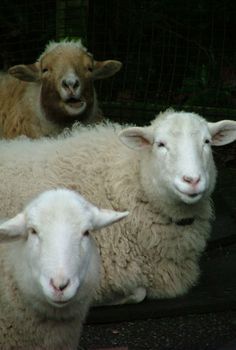 Sheep Woodland Park Zoo, Baa Baa Black Sheep, I Lied, Sheep Breeds, Sheep Art, Woodland Park, Counting Sheep, Warm Fuzzies, Sheep And Lamb