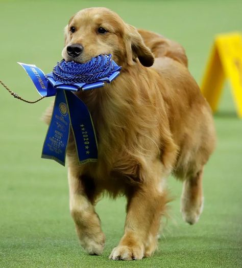 Golden Retriever Quotes, Westminster Dog Show, A Golden Retriever, Sporting Dogs, Retriever Puppy, Dogs Golden Retriever, Retriever Dog, Dog Show, Baby Dogs