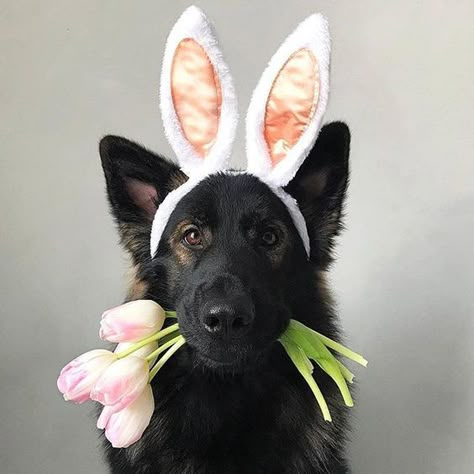 Easter Dog Photos, Easter Pet Photos, German Shepherd Photos, German Shepherd Pictures, Dogs Pictures, Easter Photoshoot, Dog Calendar, White German Shepherd, Dog German