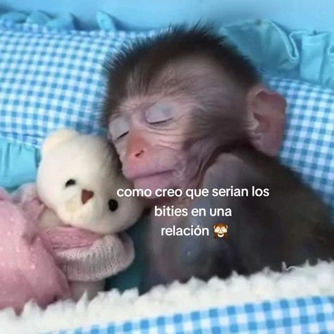 Cute Monkey Pfp, Monkey Aesthetic, Monkey Icon, Cute Monkey Pictures, Tiny Monkey, Tattoo Animal, Big Brain, Monkey Pictures