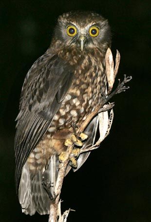 Morepork Tattoo, Nz Birds, Nocturnal Birds, Burrowing Owl, Sea Birds, Barn Owl, Beautiful Animals, Birds Of Prey, Wild Life