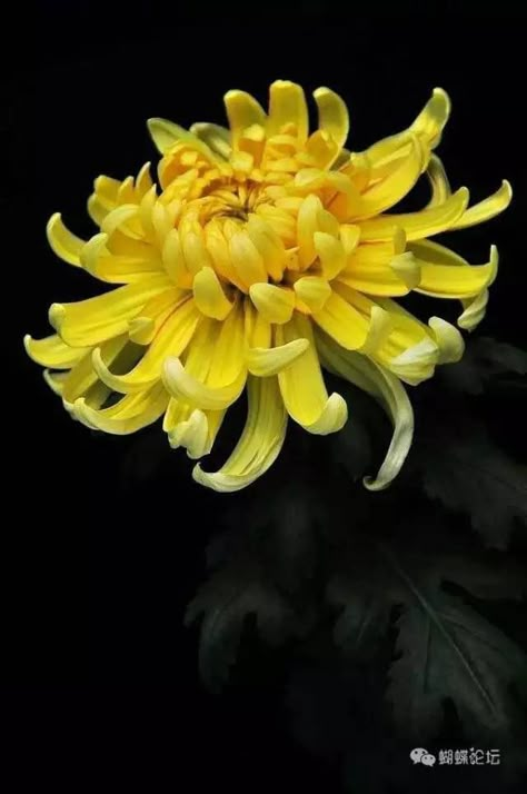 Chrysanthemum Flower Photography, Chrythansemum Flower, Crsanthmum Flower, Crysantenum Flower Painting, Crysantenum Flower Aesthetic, Crysthanamum Flowers, Crythanthimum Flowers, Chrysanthemum Reference, Crisanthiums Flower