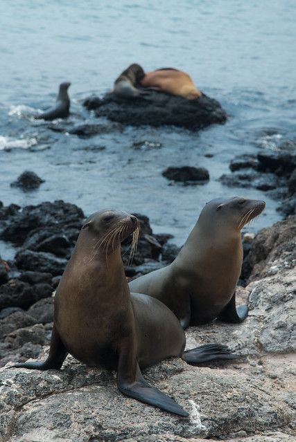 Galapagos Sea Lion, Sea Mammal, Cute Seals, Underwater Creatures, Marine Mammals, Sea Lion, Ocean Creatures, Marine Animals, Ocean Animals