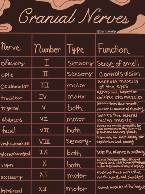 Cranial Nerves Diagram, Cranial Nerve Face Picture, Brain And Cranial Nerves Human Anatomy, Brain Nerves Anatomy, Scalp Anatomy Notes, Cranial Nerve Examination, Neuro Anatomy Notes, Brain Notes Anatomy, Nerve System Anatomy