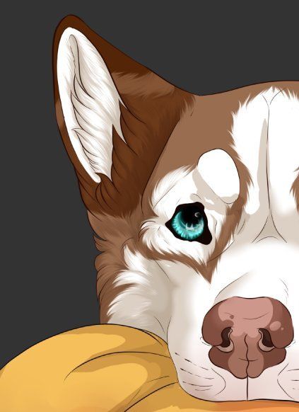 Husky Brown, Siberian Dog, Husky Drawing, Red Husky, Husky Pics, Husky Lover, Puppy Art, Husky Mix, Human Drawing