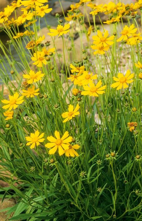 Large Flowered Tickseed Texas Landscaping, Prairie Flower, Best Perennials, Garden Shrubs, Perennial Garden, Flowers Perennials, Planning Ideas, Garden Cottage, Perennial Plants