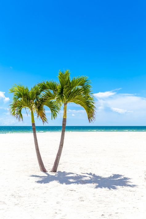 Palm Trees On Beach, Palm Tree Pics, Palm Trees Photography, Beach Trees, Beach With Palm Trees, Palm Tree Photography, Palm Tree Pictures, Beach Tree, Mexican Beach