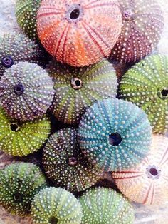 Sea Urchins Art, Urchin Shell, Sea Urchin Shell, Sea Urchins, Ocean Treasures, She Sells Seashells, Art Sea, Sea Urchin, Shell Art