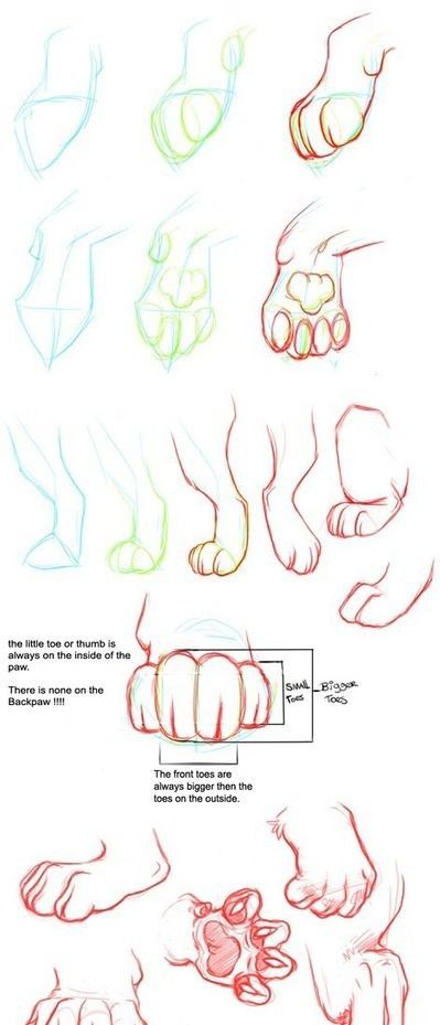 Cat Paws Reference, Cat Paw Tutorial, Paw Tutorial, Cat Paw Drawing, Paw Drawing, Cat Drawing Tutorial, Cats Art Drawing, Cat Anatomy, Warrior Cat Drawings