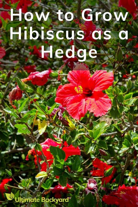 Hibiscus Hedge with flowers and leaves Hibiscus Hedge, Ultimate Backyard, How To Grow, A Rainbow, Hedges, Plant Care, Hibiscus, Outdoor Space, To Grow