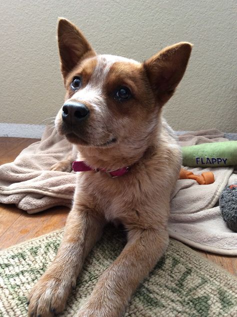 Red heeler pup Red Heeler Puppy, Red Heeler Puppies, Red Heeler Dog, Aussie Cattle Dog, Heeler Dogs, Austrailian Cattle Dog, Red Heelers, Cattle Dogs Rule, Heeler Dog