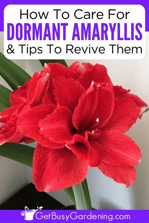 In this plant care guide, I’m going to explain everything you need to know about amaryllis dormancy, a natural part of your amaryllis plant’s life cycle, including the timing, how to care for your dormant amaryllis, and how to revive it after. Understanding amaryllis dormancy is key to helping your plant bloom year after year. You'll also learn how to spot the difference between a dead Hippeastrum and one that’s hibernating, so you don’t discard the bulb when it’s still perfectly healthy. Amaryllis Care, Garden Soil Mix, Amaryllis Plant, Plant Care Guide, Amaryllis Flowers, Amaryllis Bulbs, Succulent Garden Diy, Spot The Difference, Houseplants Indoor