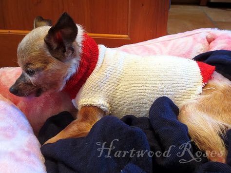 How To Make A Dog Sweater Out Of A Sock, Sock Monkey Dog Sweater Pattern, No Sew Doll, Diy Dog Sweater, Animals Monkey, Sew Doll, Monkey Puppet, Small Dog Coats, Chihuahua Clothes