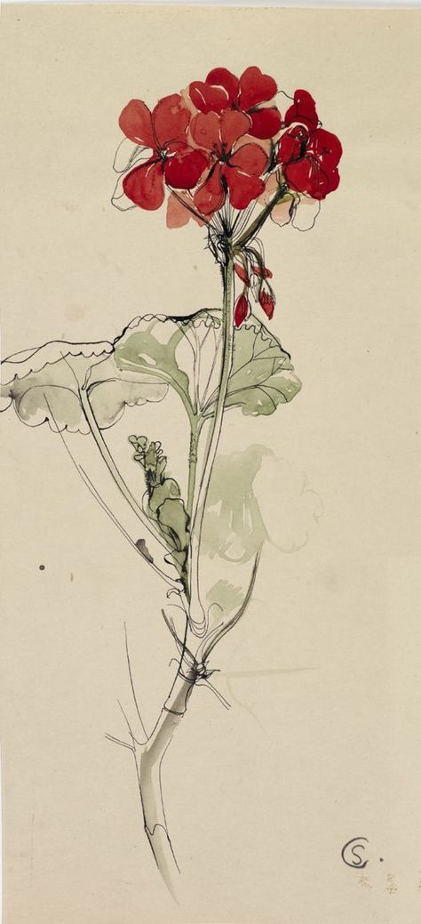 Red Geranium, ink and watercolour, Shirley Craven, 1957. © Private Collection/ Ferens Art Gallery, Hull Museums. Although Shirley Craven's designs were largely abstract, these observational drawings show her keen eye and instinctive ability to compose a design: Geranium Tattoo, Flower Watercolour, Observational Drawing, Red Geraniums, Drawing Ink, Plant Drawing, Botanical Drawings, Claude Monet, Watercolor And Ink