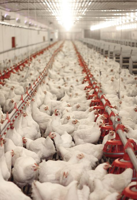 USDA Research demonstrates that ONCE® AgriShift® LEDs Are Best For Broilers. Poultry Farm Design, Poultry Equipment, Broiler Chicken, Melinda Gates, Layer Chicken, Poultry House, Livestock Farming, Chicken Cages, Factory Farming