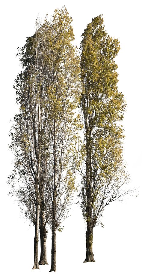 Landscape Architecture Graphics, Tree Photoshop, Poplar Tree, Photo Png, Tree Sketches, Seni Dan Kraf, Architecture Graphics, Vintage Tree, Architecture Rendering