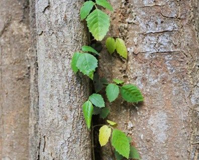 We teamed up with tree care industry experts to explain why tree roots sprout, how to remove them and if you can stop them from growing again. Kill Tree Roots, Green Ash Tree, Flowering Pear Tree, Pruning Shrubs, Tree Seedlings, Honey Locust, Small Front Yard, Summer Trees, Eucalyptus Tree