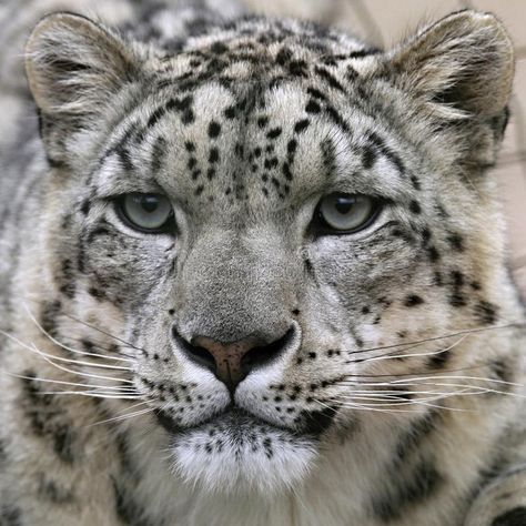 Snow leopard's portrait. Snow leopard's close up portrait , #spon, #leopard, #Snow, #close, #portrait #ad Leopard Craft, Snow Leopard Wallpaper, Snow Leopard Drawing, Still Life Objects, Snow Leopard Tattoo, Snow Leopard Art, Baby Snow Leopard, Leopard Kitten, Leopard Drawing