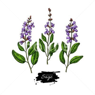 Sage vector drawing set. Isolated plant with flower and leaves. Herbal Stock Illustration #AD ,#set#Isolated#drawing#Sage Sage Flower Drawing, Sage Plant Tattoo, Sage Tattoos, Herbs Tattoo, Sage Drawing, Sage Ideas, Sage Tattoo, Herb Tattoo, Sage Flowers