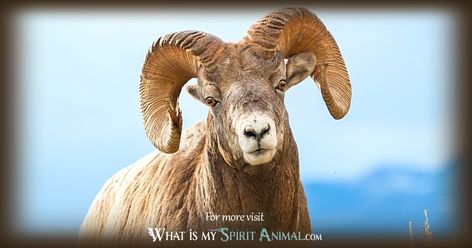 Ram Symbolism & Meaning | Spirit, Totem & Power Animal Ram Symbolism, Male Sheep, Symbolism Meaning, Animal Meanings, Chinese Astrology, Power Animal, Animal Symbolism, The Ram, Your Spirit Animal