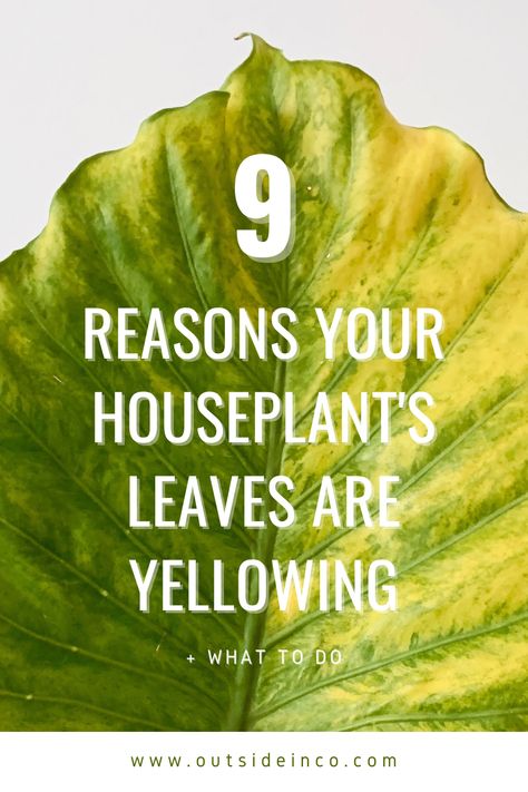 yellowing alocasia leaf Yellow Leafs On Plant, Yellow Plant Leaves, Zz Plant Care Yellow Leaves, Yellowing Leaves On Plants, Plant Problems Leaves, Sick Plants, Yellow Leaves On Plants, Houseplant Leaves, Indoor Palm Plants