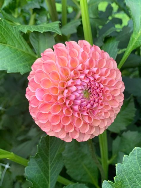 Flower Types, Garden Bulbs, Light Peach, Clear View, Types Of Flowers, Shovel, Dahlia, Beautiful Flowers, Seeds