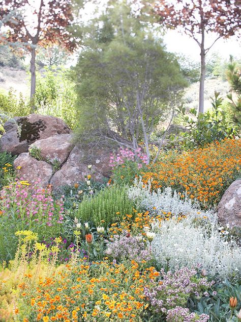 Australian Native Garden, Hillside Garden, Drought Tolerant Garden, Rock Garden Plants, Rock Garden Design, Dry Garden, Australian Garden, Front Yards, Flower Garden Design