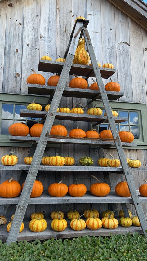 Pumpkin Patch Stand Diy, Pumpkin Farm Stand Ideas, Fall Photobooth Props, Outdoor Photo Op, Pumpkin Selling Display, Farm Halloween Decorations, Pumpkin Displays Retail, Roadside Pumpkin Stand, Pumpkin Display Ideas