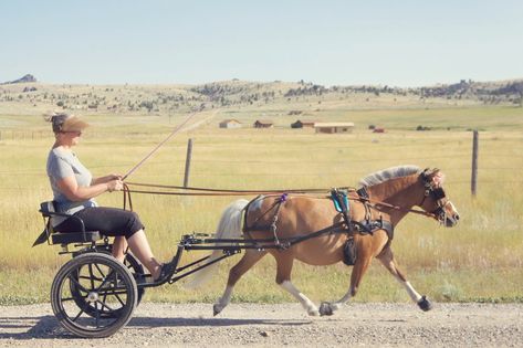 Miniature Horse Driving, Mini Horse Cart, Horse Driving, Driving Horses, Miniature Horse Tack, Horse Cart, Raising Goats, Miniature Horses, Mini Horse