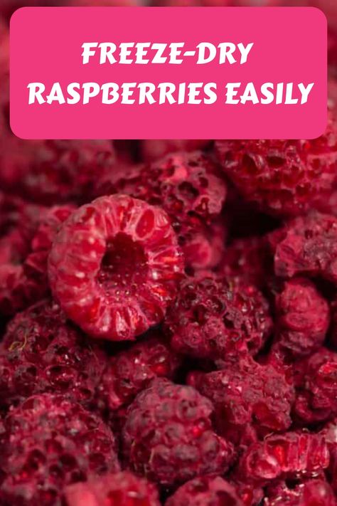 Discover a practical way to preserve your fresh raspberries for an extended period by freeze-drying them at home. Freeze drying not only retains their vibrant color and flavor but also transforms them into a versatile powder that can be used in a variety of recipes. Learn the simple steps to freeze dry raspberries and unlock a world of culinary possibilities with this homemade ingredient. Dry Raspberries, Freeze Dried Food Storage, Harvest Right Freeze Dryer, Raspberry Desserts, Recipes Learn, Freeze Dried Raspberries, Dried Berries, Raspberry Recipes, Dried Raspberries