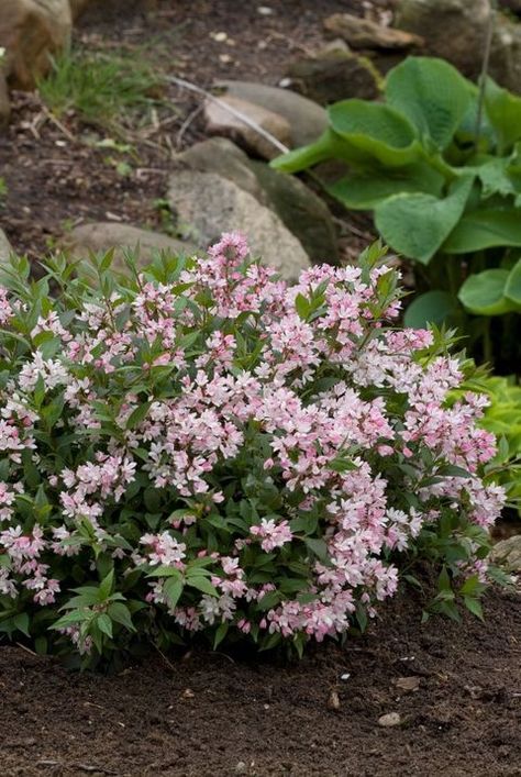 15 Plants That Grow on Slopes - Plants for Hillsides Sunny Slope Landscaping, Garden Borders On A Slope, Best Plants For Hillside, Planting On Slopes, How To Landscape On A Slope, Hillside Perennial Garden, Wildflower Hill Landscaping, Flower Garden On A Hill, Gardening On Slope