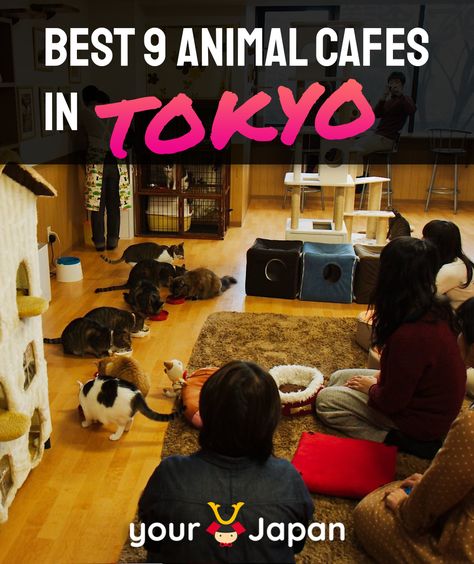 Japan Animals, Themed Cafes In Tokyo, Animal Cafe, Japanese Cat Cafe, Otter Cafe Japan, Cafes In Tokyo, Owl Cafe Japan, Pet Cafe, Animal Cafes In Tokyo