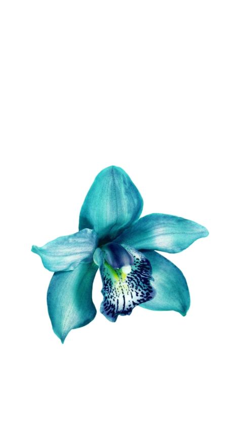 Blue Orchid Wallpaper, Macbook Makeover, Orchid Wallpaper, Pretty School Supplies, Flower Wallpapers, Nothing But Flowers, Cute Flower Wallpapers, Blue Orchids, Wallpaper Patterns