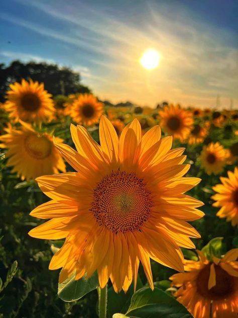 Green Nature Wallpaper, Sunflower Sunset, Iphone Wallpaper Glitter, Sunflower Pictures, Sunflower Wallpaper, Pretty Backgrounds, Sunflower Painting, Happy Flowers, Sunflower Fields