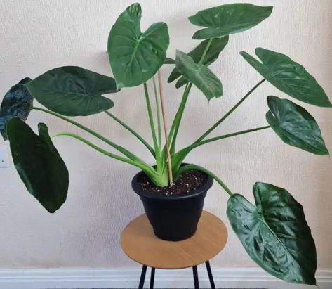 Alocasia Wentii Care, Propagation- All You Need To Know Patio Planting, Alocasia Wentii, Patio Plants, Don T Know, Just Because, Planting, House Plants, Need To Know, Patio