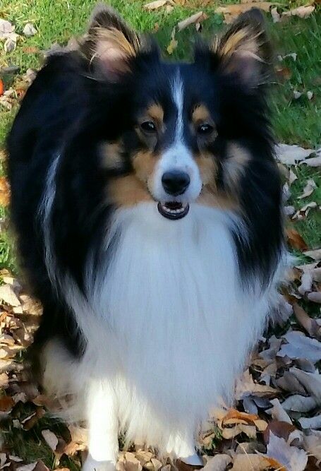 I love fall Shetland Sheepdog Tri Color, Tricolor Sheltie, Blue Merle Sheltie, Breeding Dogs, Mini Collie, Sheltie Puppy, Three Amigos, Shepherd Dog Breeds, Sheltie Dogs