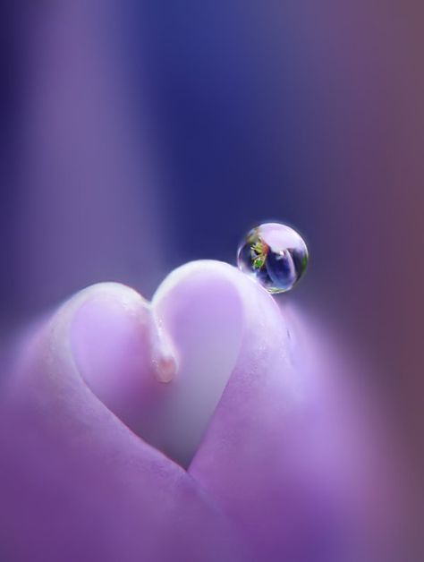 Lilac Heart, Heart In Nature, Clean Heart, I Love Heart, Dew Drops, Beating Heart, All Things Purple, Happy Heart, With All My Heart