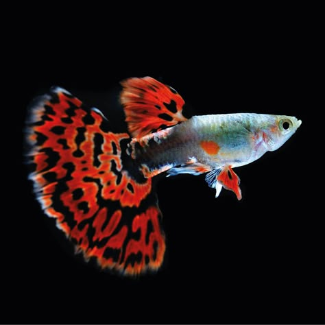 The humble guppy fish is arguably the most popular freshwater fish kept in aquariums. Their popularity is undoubtedly due to the variety of colocolorsurs and patterns, coupled with their ease of reproduction. Guppies are another member of the famous ‘live-bearing’ group of fish from the Americas. The guppies seen for sale in aquarium stores look very different from those found in the wild. Clown Loach, Neon Tetra, Cloud Mountain, Guppy Fish, Fish Species, Freshwater Fish, In The Wild, The Wild, Fish