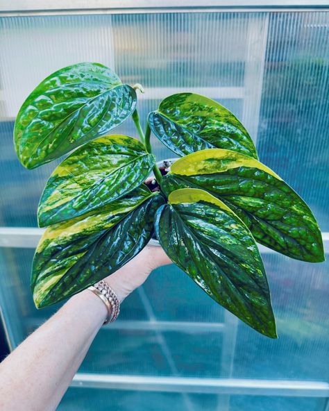 Fun fact, unlike other monsteras - Monstera Peru doesn’t fenestrate. Which means it will keep growing these amazing variegated leaves uninterrupted. Pick Variegated Monstera Peru up today @plant_vault 🪴 #monstera #monsteraperu #variegatedmonsteraperu #monsterakarstenianum #monsterakarstenianumvariegata #monsterakarstenianumvariegated #variegatedkarstenianum #karstenianum #karstenianumvariegated #karstenianumvariegata Monstera Peru, Encinitas California, Variegated Monstera, Keep Growing, Vaulting, Tropical Plants, Fun Fact, Peru, House Plants