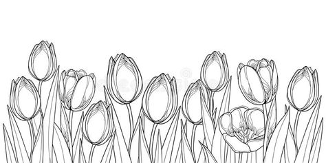 Vector horizontal border with outline tulip flowers, bud and ornate leaves in black isolated on white background. Contour tulips for greeting spring design or royalty free illustration Tulip Drawing, Montessori Art, Vector Border, Leaf Border, Flower Art Drawing, Diy Wall Art Decor, Space Tattoo, Background Drawing, Wall Drawing