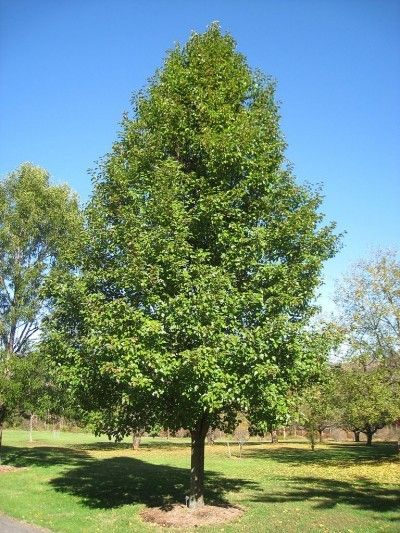 Caring For A Non-Flowering Bradford Pear: Learn Why Bradford Pear Does Not Bloom Bradford Pear Tree, Urban Tree, Specimen Trees, Redwood Tree, Pear Trees, Ornamental Trees, Nature Tree, Deciduous Trees, Tree Forest