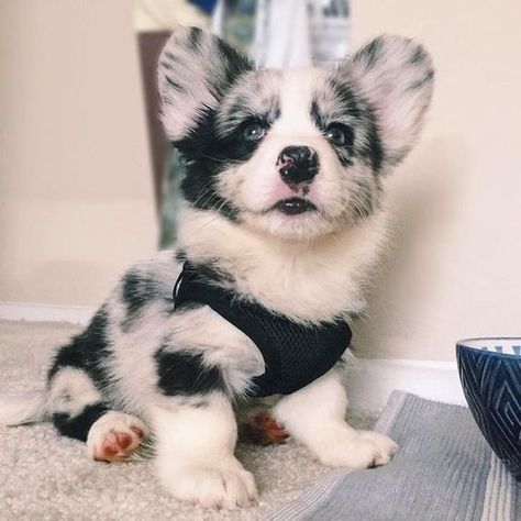 Corgi Puppies, Cardigan Welsh Corgi, Corgi Puppy, Cute Corgi, Pembroke Welsh Corgi, Welsh Corgi, Cuteness Overload, Dogs Puppies, Adorable Animals