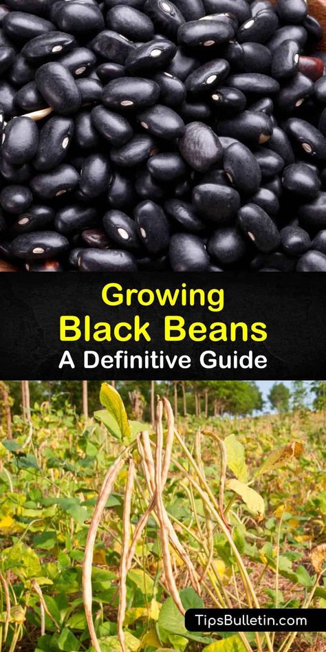 Harvesting Black Beans, Planting Beans In Garden, How To Grow Black Beans, How To Grow Pinto Beans, How To Grow Beans, Growing Kidney Beans, Bush Beans Growing, Grow Black Beans, Grow Lentils