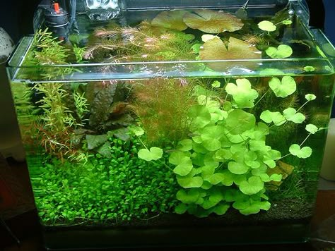 Aquarium Garden, Freshwater Aquarium Plants, Fish Tank Terrarium, Amazing Aquariums, Taman Air, Cool Fish Tanks, Fish Tank Design, Aquarium Terrarium, Fresh Water Fish Tank