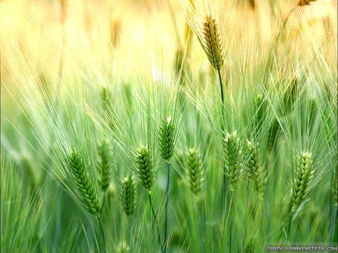 Green wheat in spring Grass Weeds, Everything Green, I Love Green, All Things Green, Green Spring, Simple Green, Green With Envy, Green Nature, Green Grass