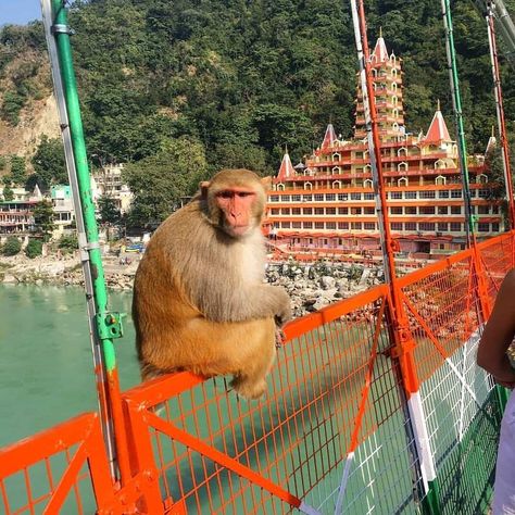 Haridwar Street Photography, Rishikesh Ganga Arti, Haridwar Photo, Lakshman Jhula, Mens Fashion Week Street Style, Neem Karoli Baba, Phone Case Diy Paint, Holiday Travel Destinations, Visit India