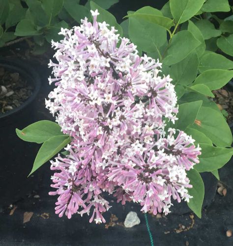 Syringa pubescens subsp. patula ‘Miss Kim’ is an awesome Lilac for any yard. This amazing plant grows tight and compact, unlike traditional lilacs. Yet it is every bit as nice in so many ways. Compact growing habit and dwarf in size. Most grow to a height and width of 6 feet or 8 feet maximum.... Click here to read more... Miss Kim Lilac Bush, Miss Kim Lilac, Backyard Nursery, Lilac Bushes, Lilac Tree, Foundation Planting, Garden Items, Lilac Flowers, My Flower