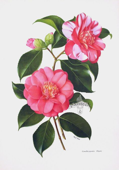 Elegans from Paul Jones Camellia Prints. #flowers #camellias #garden #botanical #flowerprints #antiqueprints #australian Camelia Painting, Camelia Flower Tattoo, Camellia Flower, Watercolor Projects, Digital Flowers, Watercolor Rose, Botanical Drawings, Vintage Botanical, Botanical Flowers